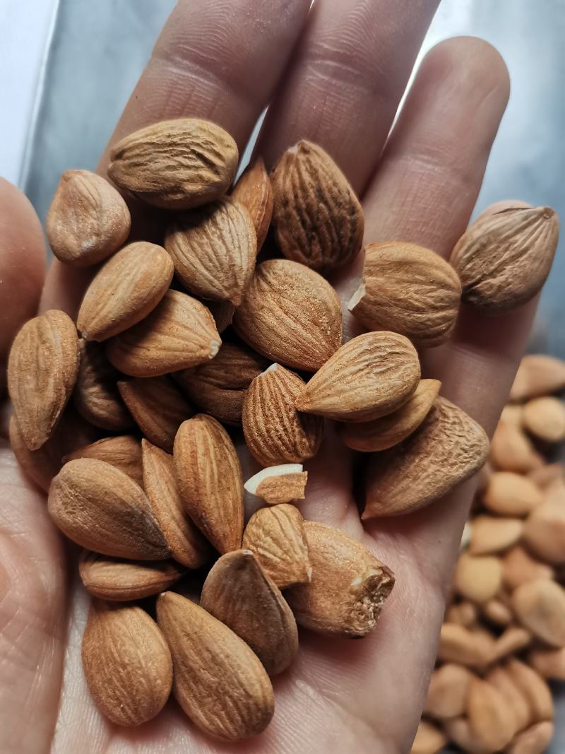 中药材甜杏仁食用级别干净无杂包邮到家