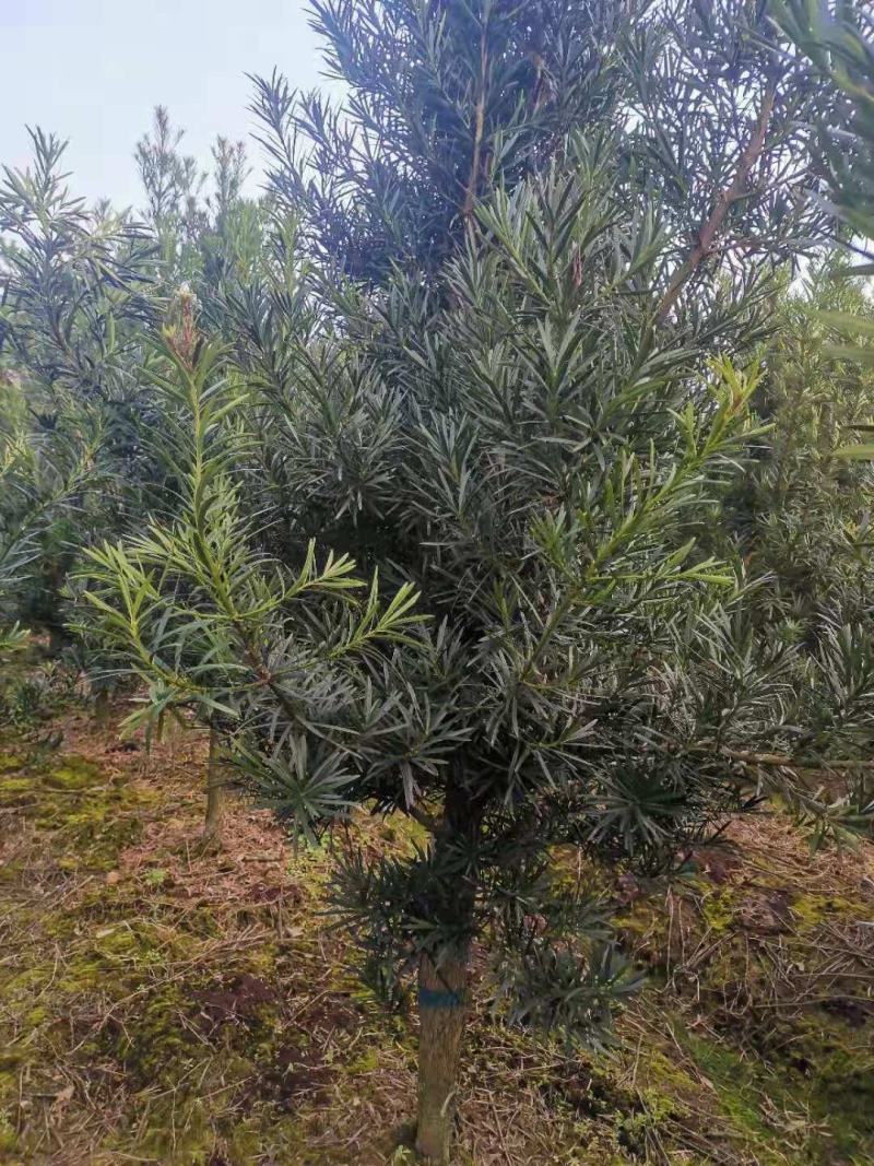 大量供应5公分罗汉松，中叶罗汉松，江西直供，自产自销