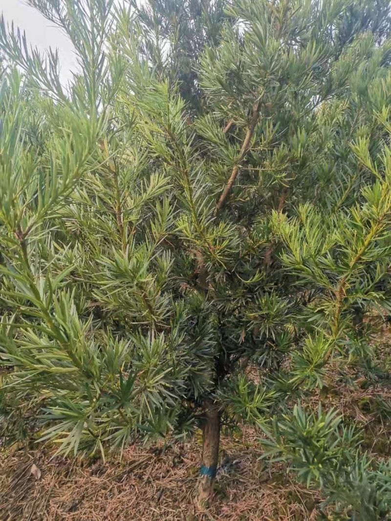 大量供应5公分罗汉松，中叶罗汉松，江西直供，自产自销