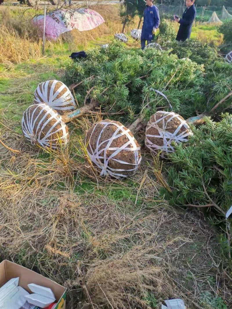 大量供应5公分罗汉松，中叶罗汉松，江西直供，自产自销