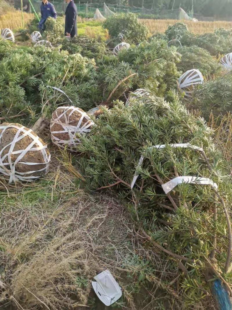 大量供应5公分罗汉松，中叶罗汉松，江西直供，自产自销