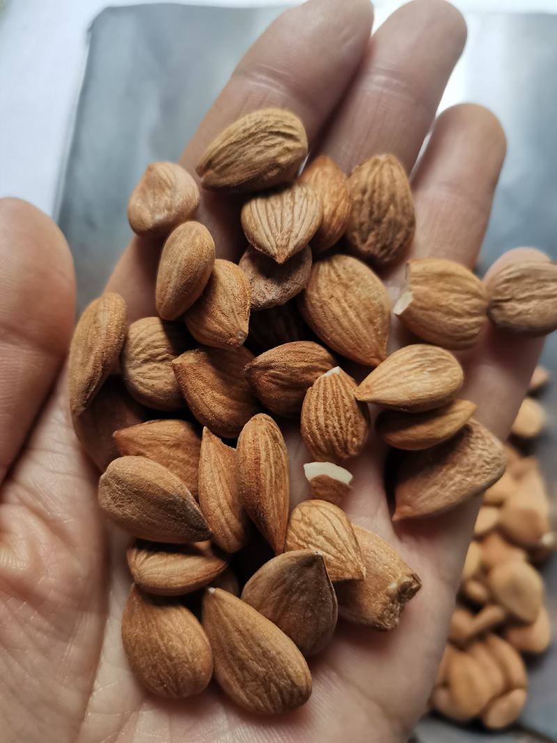 中药材甜杏仁食用级别干净无杂包邮到家