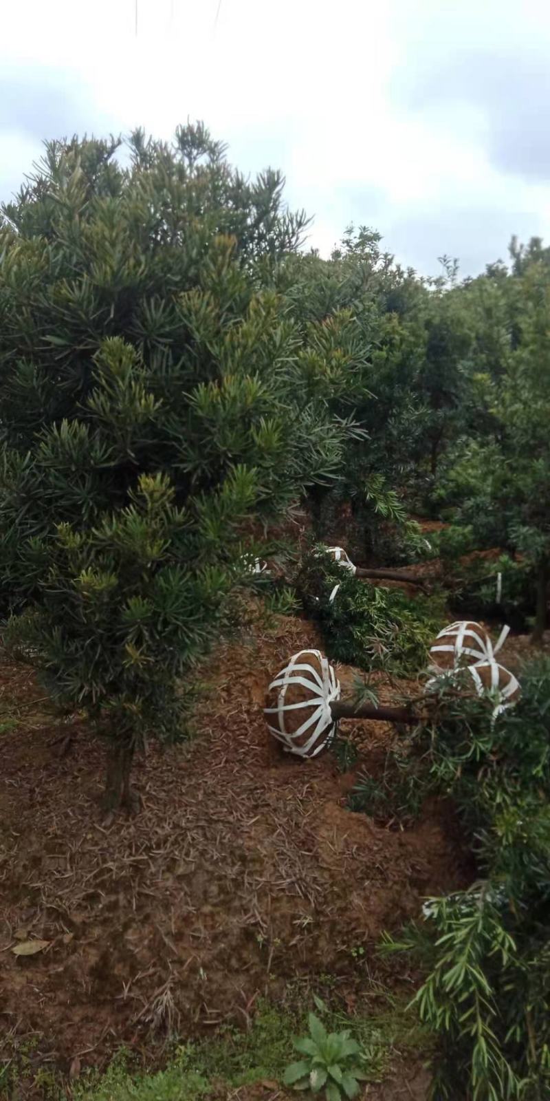 大量供应5公分罗汉松，中叶罗汉松，江西直供，自产自销