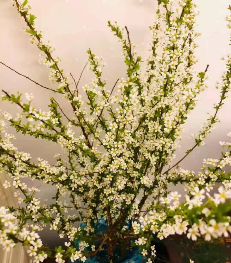 雪柳干枝花喷雪花珍珠绣线菊水瓶切枝插花量大优惠