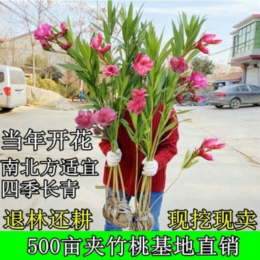 夹竹桃树苗盆栽绿化苗木庭院盆栽净化空气绿植避蛇柳叶桃苗