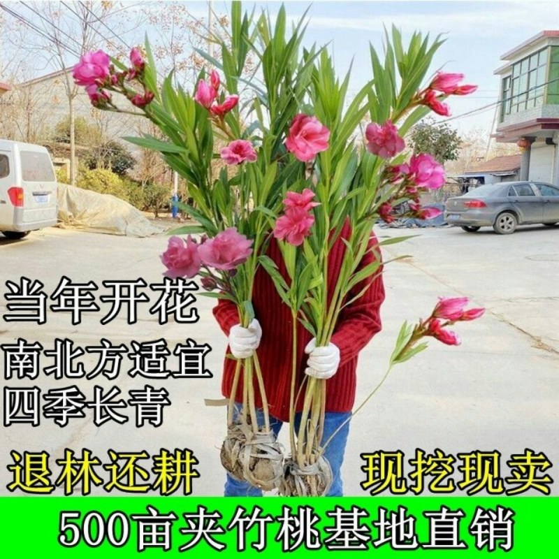 夹竹桃树苗盆栽绿化苗木庭院盆栽净化空气绿植避蛇柳叶桃苗