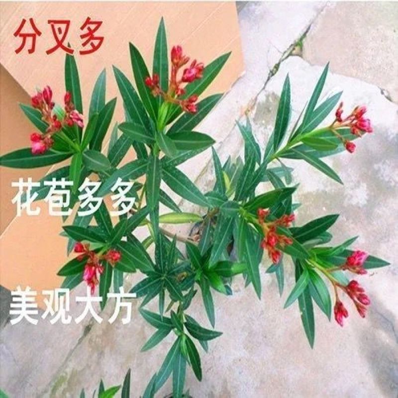 夹竹桃树苗盆栽绿化苗木庭院盆栽净化空气绿植避蛇柳叶桃苗