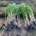 夹竹桃树苗盆栽绿化苗木庭院盆栽净化空气绿植避蛇柳叶桃苗