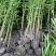 夹竹桃树苗盆栽绿化苗木庭院盆栽净化空气绿植避蛇柳叶桃苗