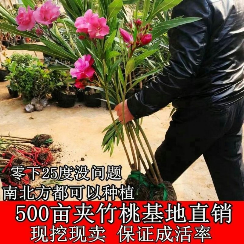 夹竹桃树苗盆栽绿化苗木庭院盆栽净化空气绿植避蛇柳叶桃苗
