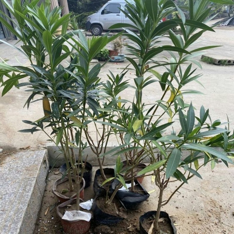 夹竹桃树苗盆栽绿化苗木庭院盆栽净化空气绿植避蛇柳叶桃苗