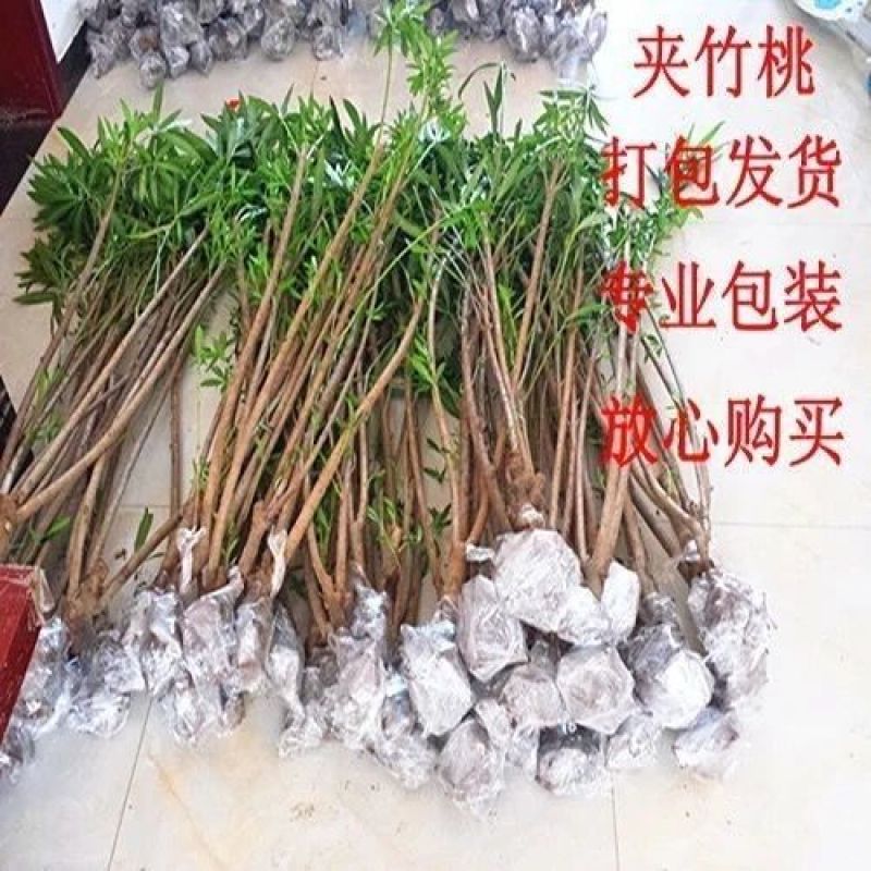 夹竹桃树苗盆栽绿化苗木庭院盆栽净化空气绿植避蛇柳叶桃苗