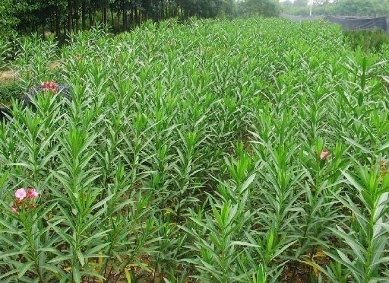夹竹桃树苗盆栽绿化苗木庭院盆栽净化空气绿植避蛇柳叶桃苗
