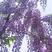 优质紫藤1~10公分多花进口品种苏北苗木基地批发