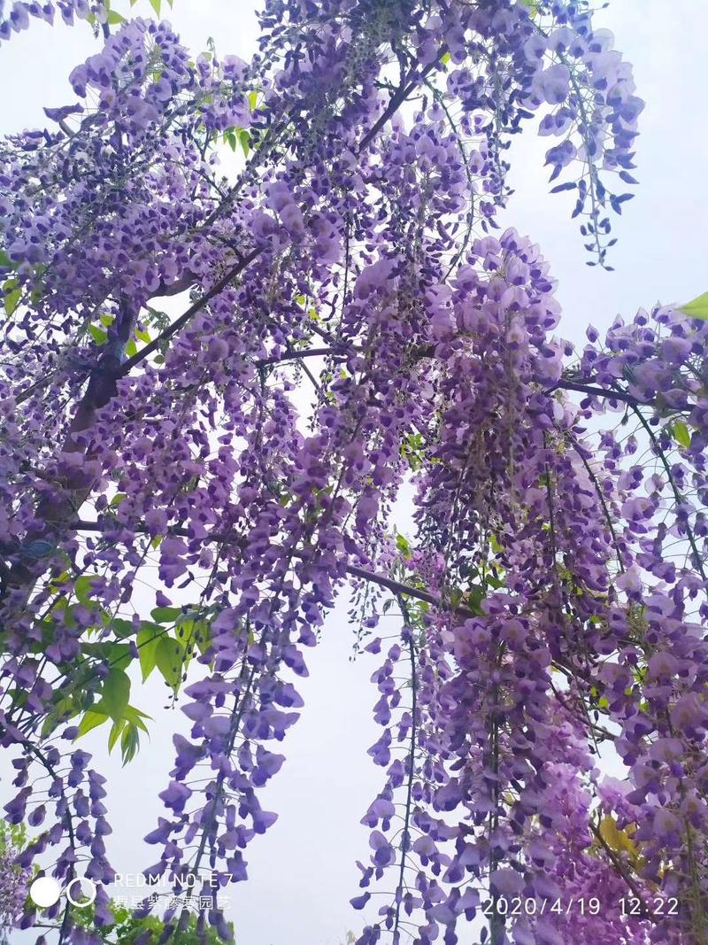 优质紫藤1~10公分多花进口品种苏北苗木基地批发