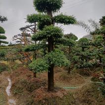 精品造型榆树12—24公分