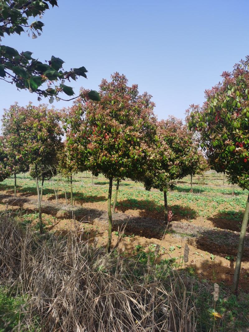 高杆红叶石楠江苏沭阳基地直供无中间商欢迎新老客户光临考察