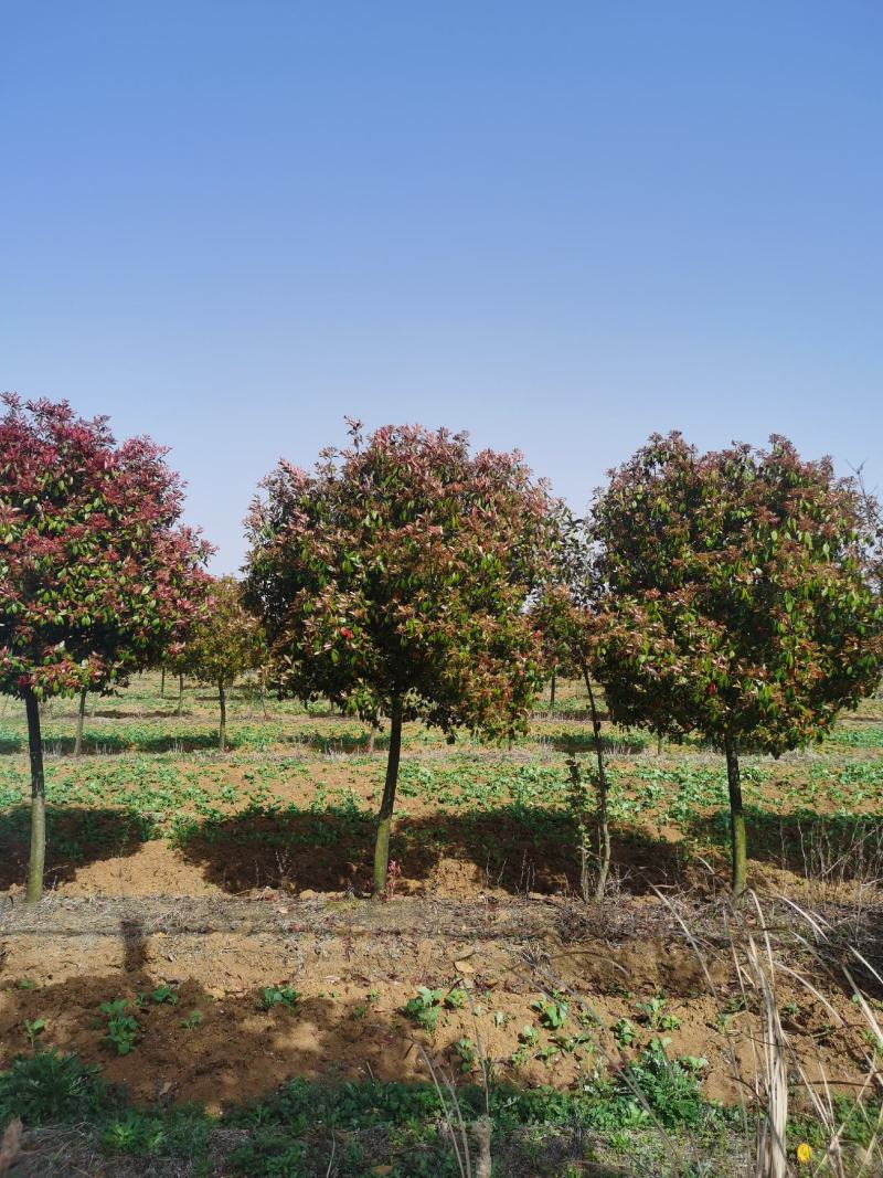 高杆红叶石楠江苏沭阳基地直供无中间商欢迎新老客户光临考察
