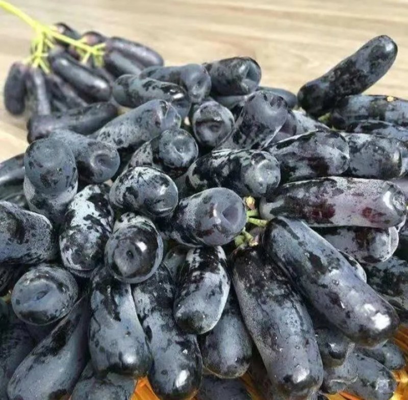 【有好货】无核甜蜜蓝宝石葡萄苗，包品种，抗寒脱毒苗