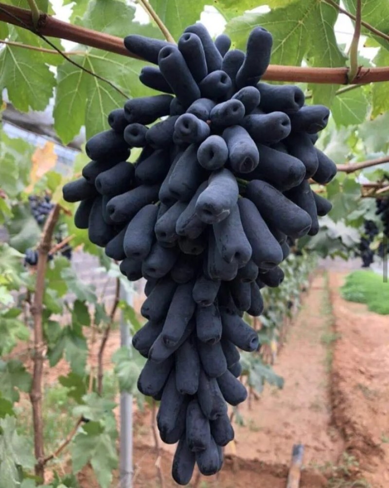 【有好货】无核甜蜜蓝宝石葡萄苗，包品种，抗寒脱毒苗