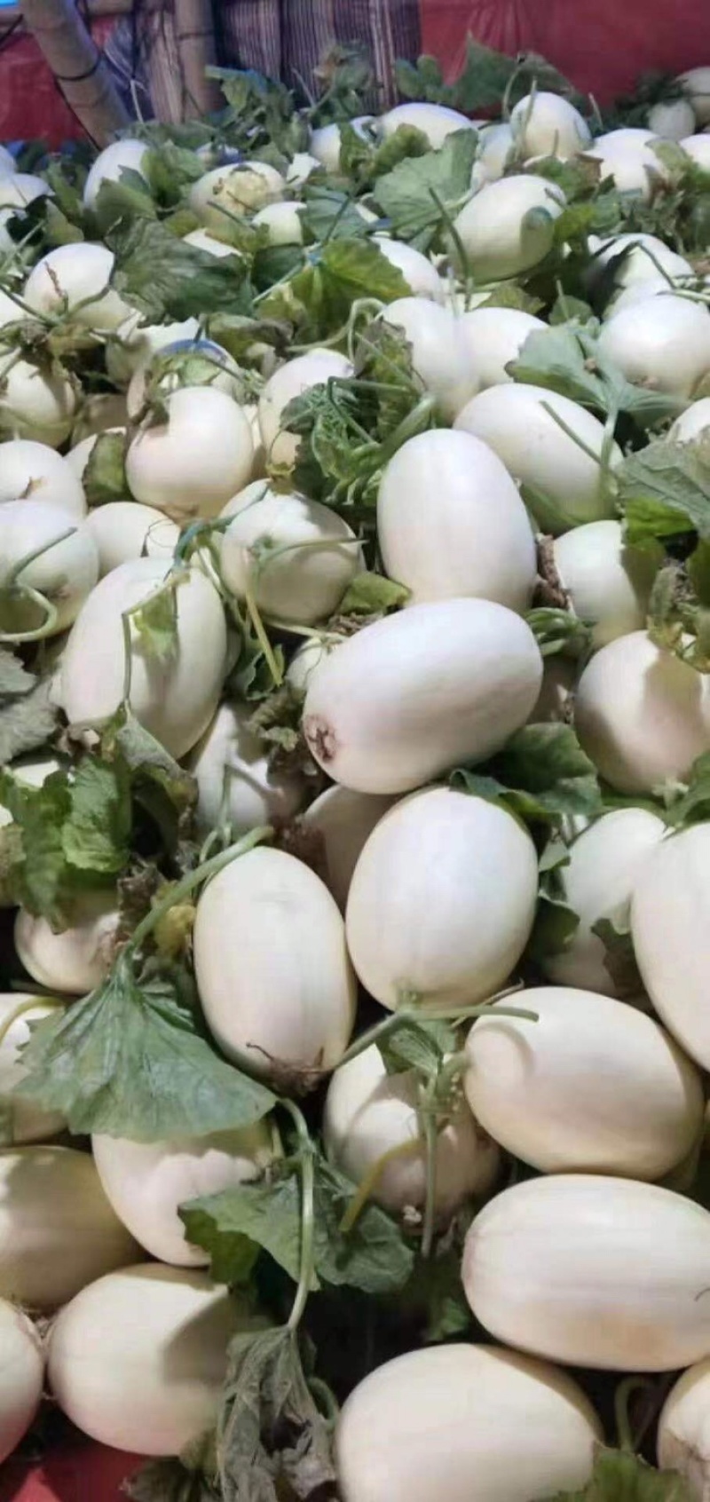 台州正宗东方蜜量大从优