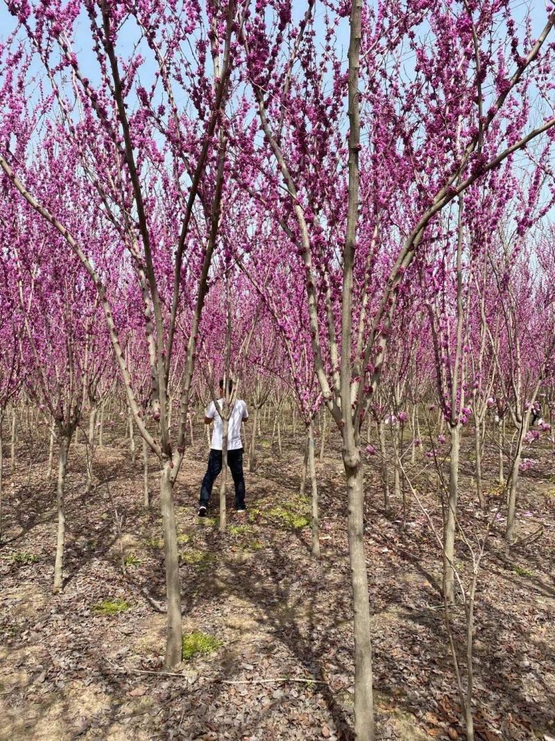 高杆紫荆、1.2米分枝基地直供有需要的联系我