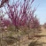 高杆紫荆、1.2米分枝基地直供有需要的联系我