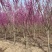 高杆紫荆、1.2米分枝基地直供有需要的联系我