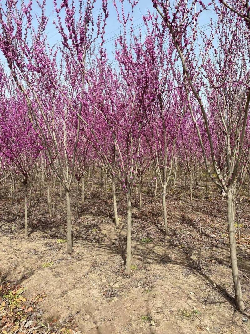 高杆紫荆、1.2米分枝基地直供有需要的联系我