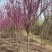 高杆紫荆、1.2米分枝基地直供有需要的联系我
