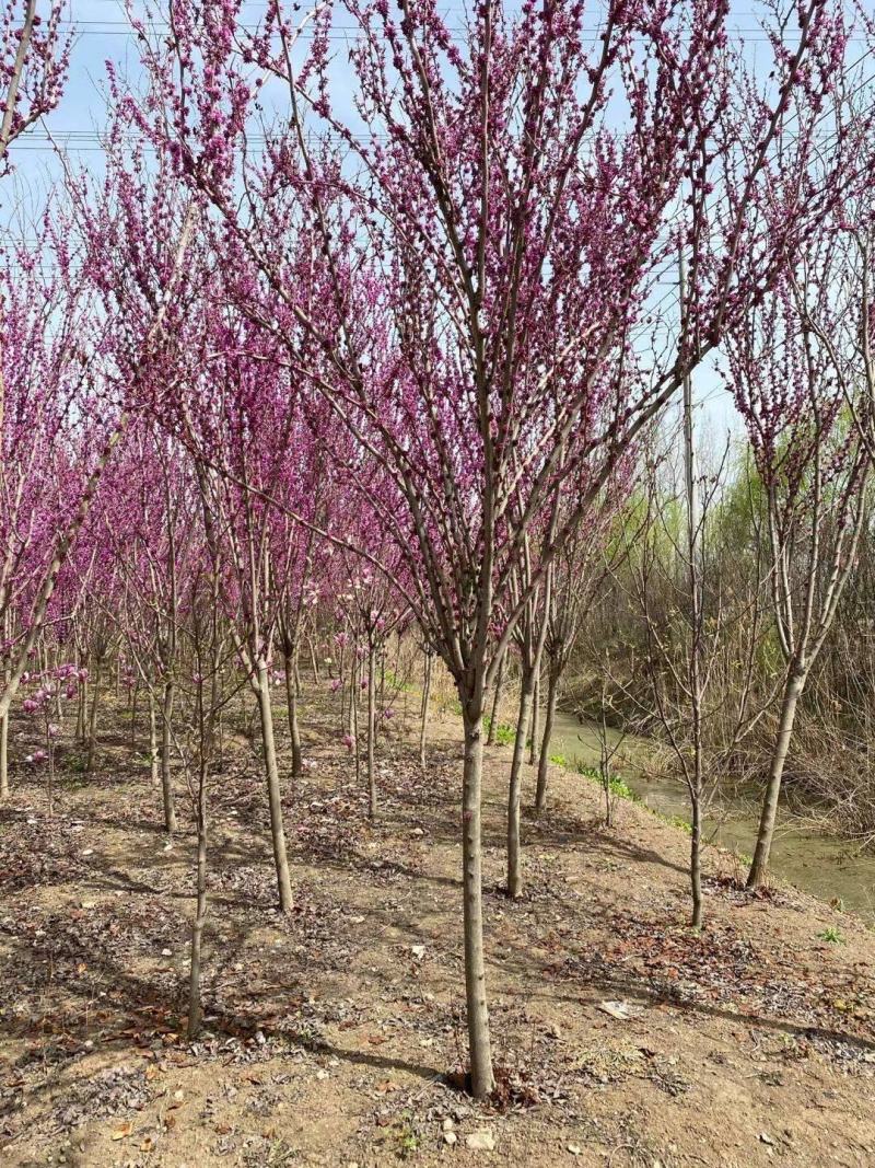 高杆紫荆、1.2米分枝基地直供有需要的联系我
