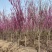 高杆紫荆、1.2米分枝基地直供有需要的联系我
