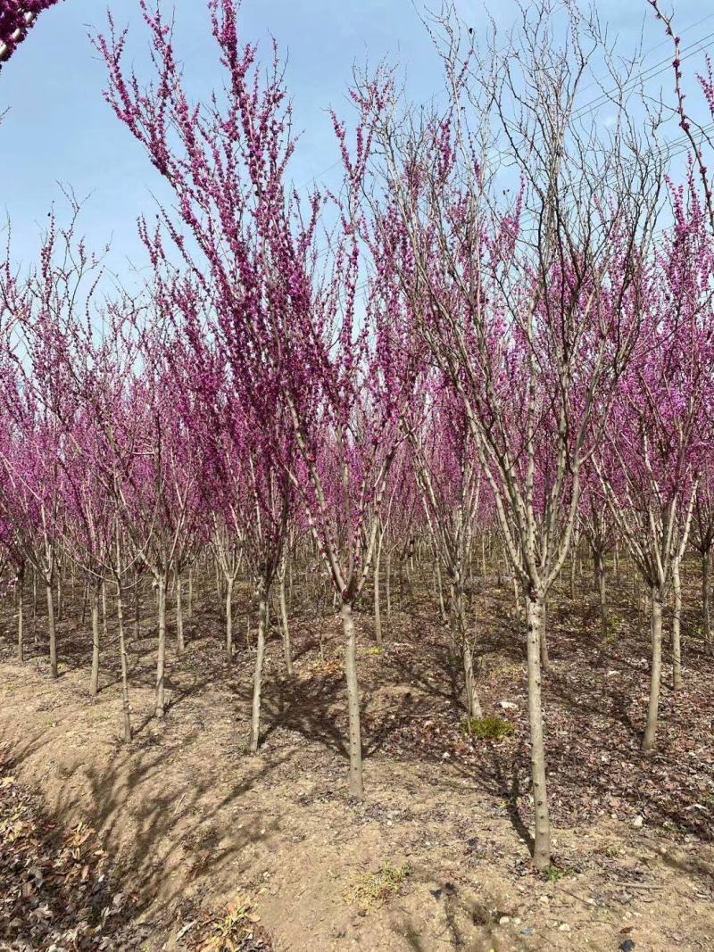 高杆紫荆、1.2米分枝基地直供有需要的联系我