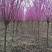 高杆紫荆、1.2米分枝基地直供有需要的联系我