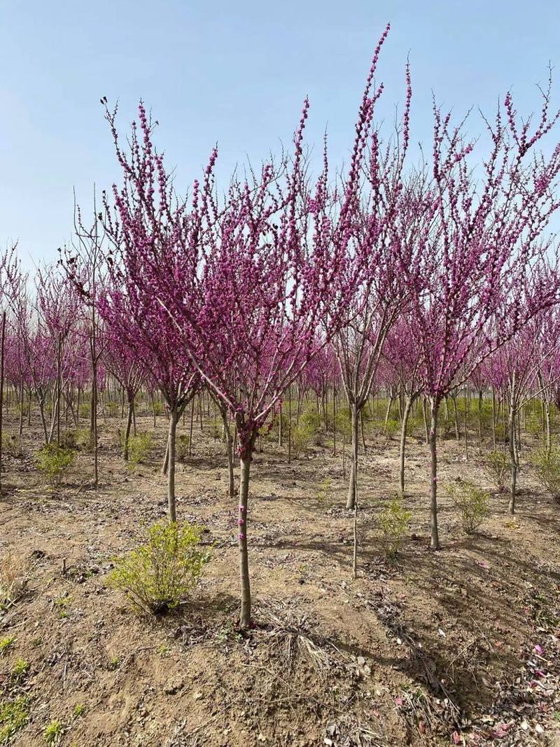 高杆紫荆、1.2米分枝基地直供有需要的联系我