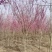 高杆紫荆、1.2米分枝基地直供有需要的联系我
