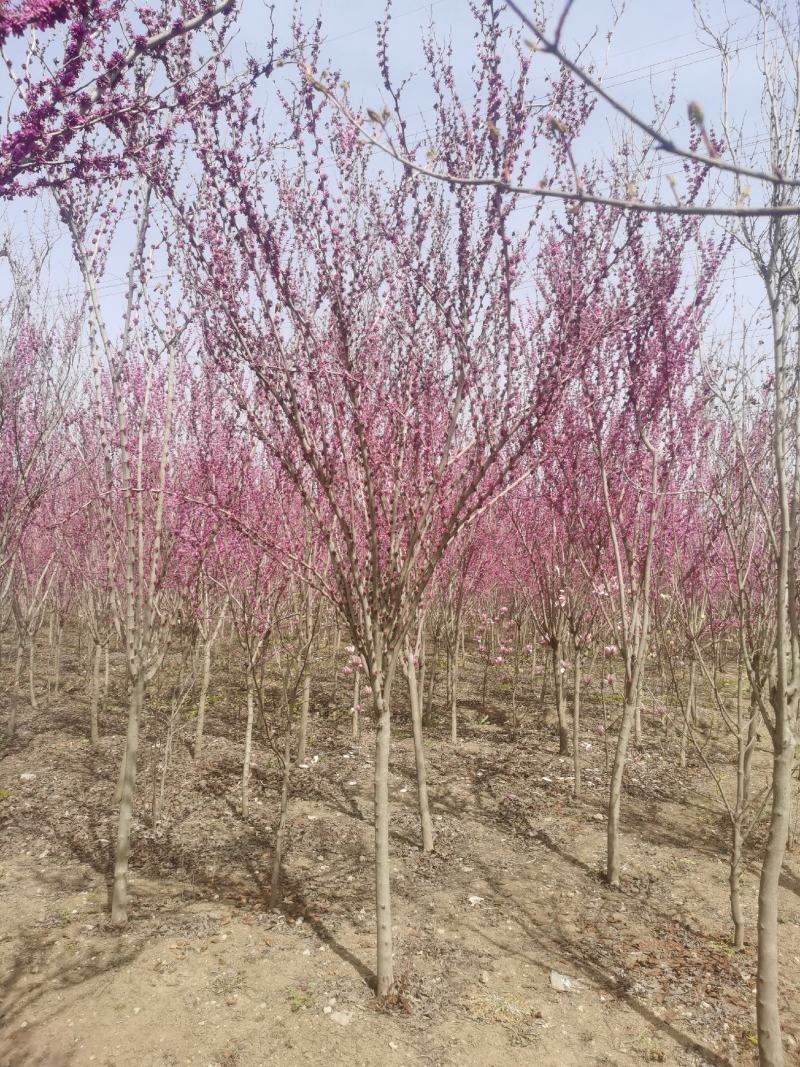 高杆紫荆、1.2米分枝基地直供有需要的联系我