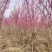高杆紫荆、1.2米分枝基地直供有需要的联系我
