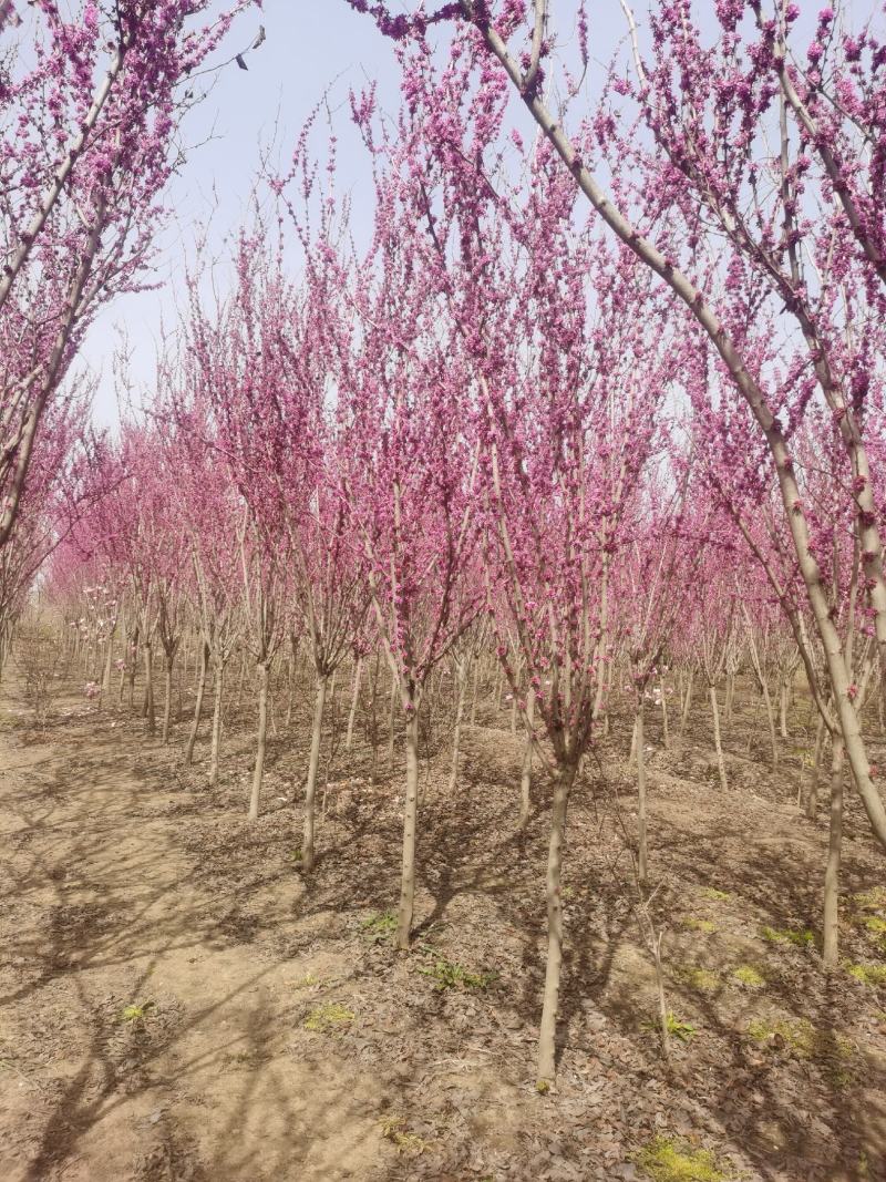 高杆紫荆、1.2米分枝基地直供有需要的联系我