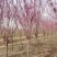 高杆紫荆、1.2米分枝基地直供有需要的联系我