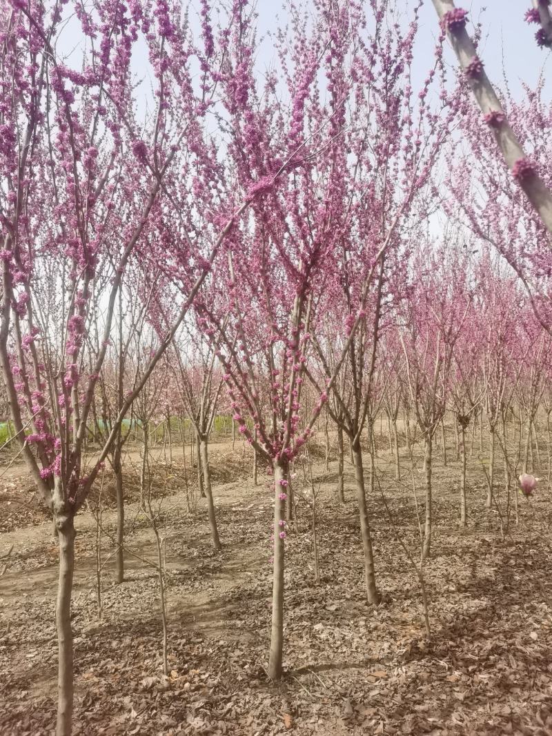 高杆紫荆、1.2米分枝基地直供有需要的联系我