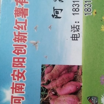 红薯苗，一代脱毒红薯苗
