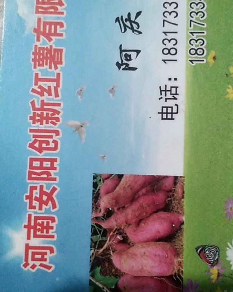 红薯苗，一代脱毒红薯苗