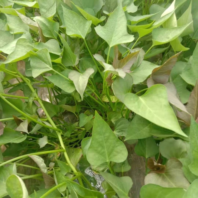 红薯苗，一代脱毒红薯苗
