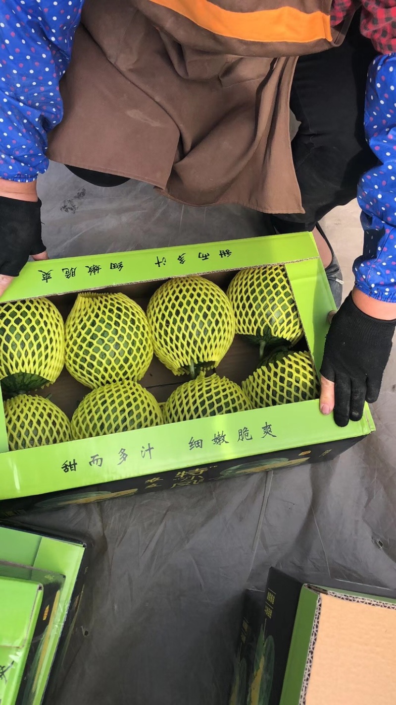 江苏盐城东台特小凤小兰黄瓤瓜