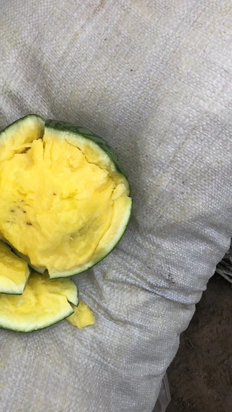 江苏盐城东台特小凤小兰黄瓤瓜