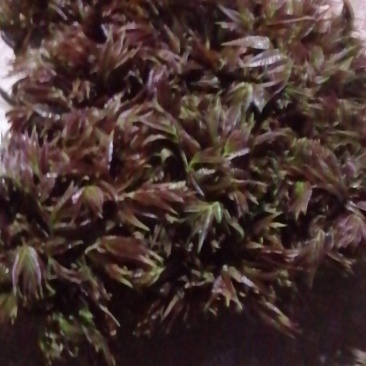 红香椿芽，头茬香椿芽，露天香椿