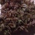 红香椿芽，头茬香椿芽，露天香椿