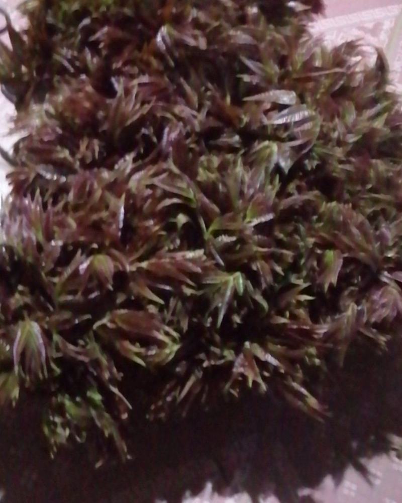 红香椿芽，头茬香椿芽，露天香椿