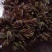 红香椿芽，头茬香椿芽，露天香椿